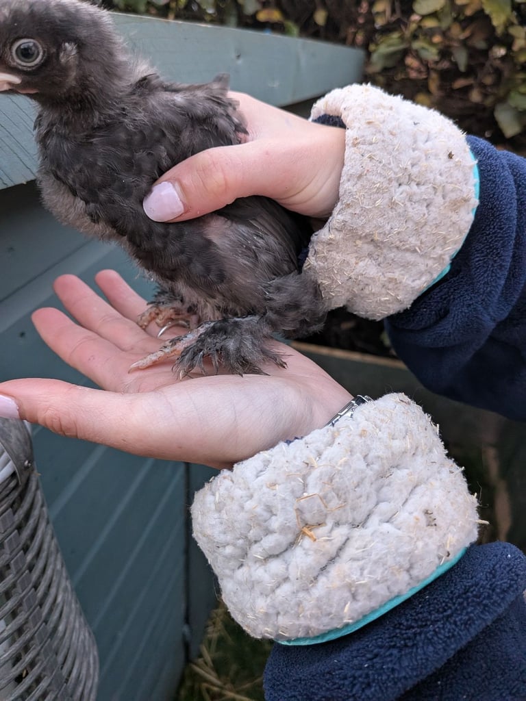 chicks  off heat and some still on 