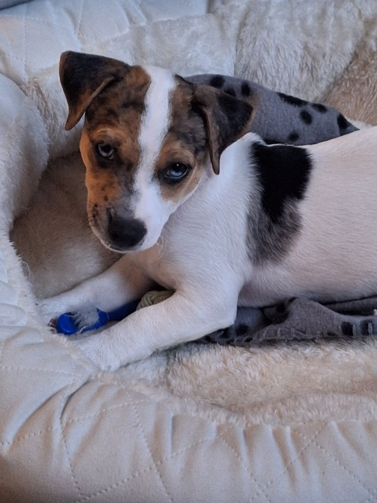 image for Loving home wanted 