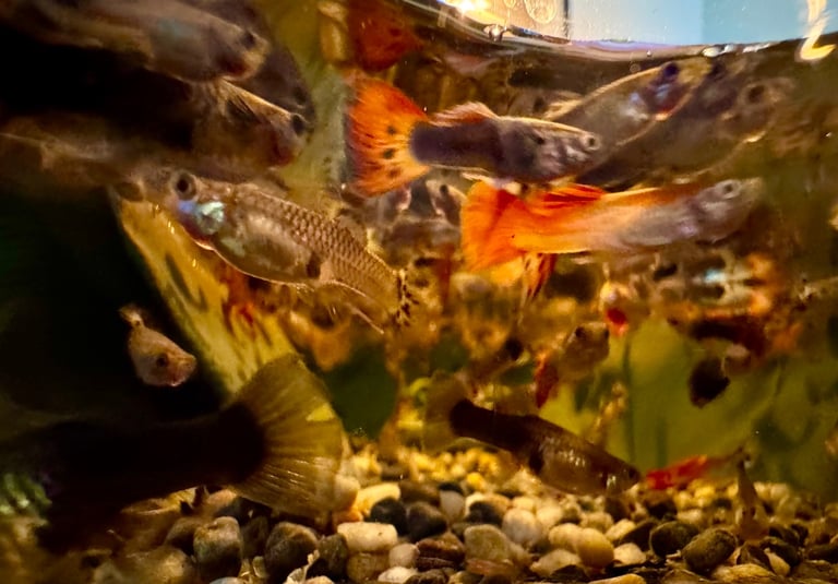 image for Guppy and Balloon Molly in Chiswick