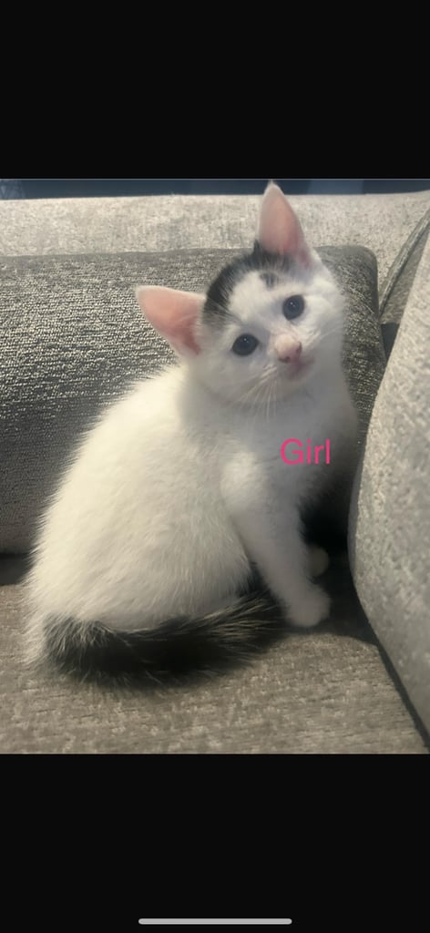 image for 4 beautiful kittens looking for a new home 