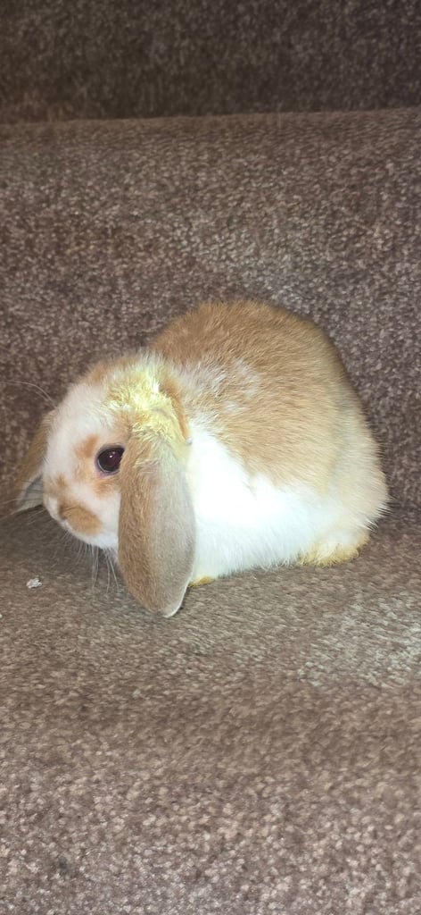 Hollaad lop Bunnnies