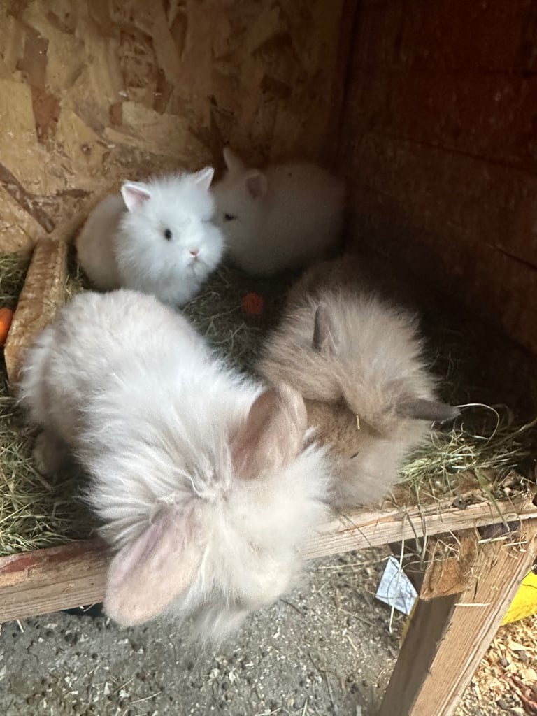 Lionhead  rabbits 
