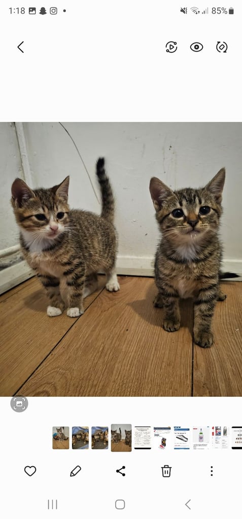 Kitten