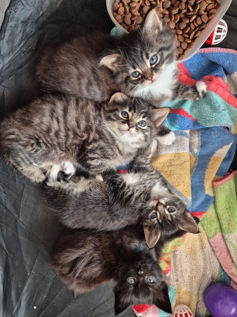 Tabby kittens  🐈‍⬛️ looking for 4ever home 🏡 