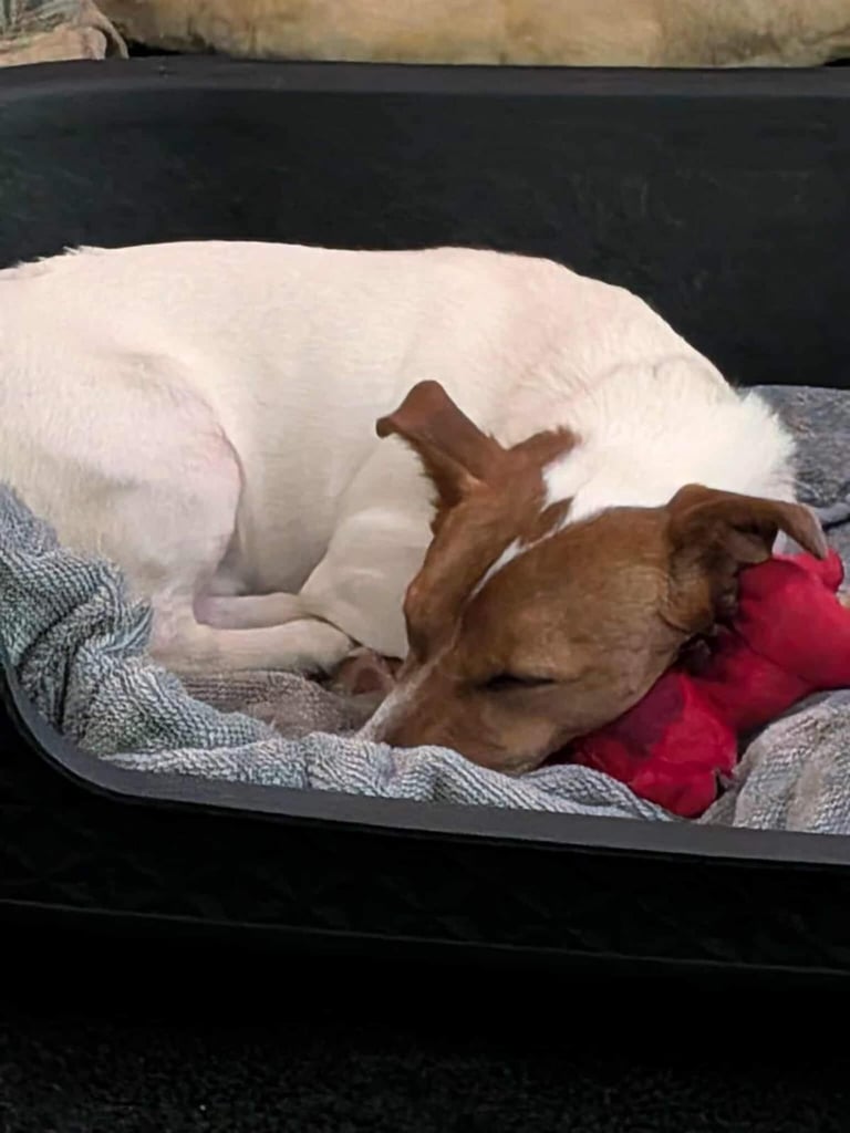 image for Jack Russell Terrier