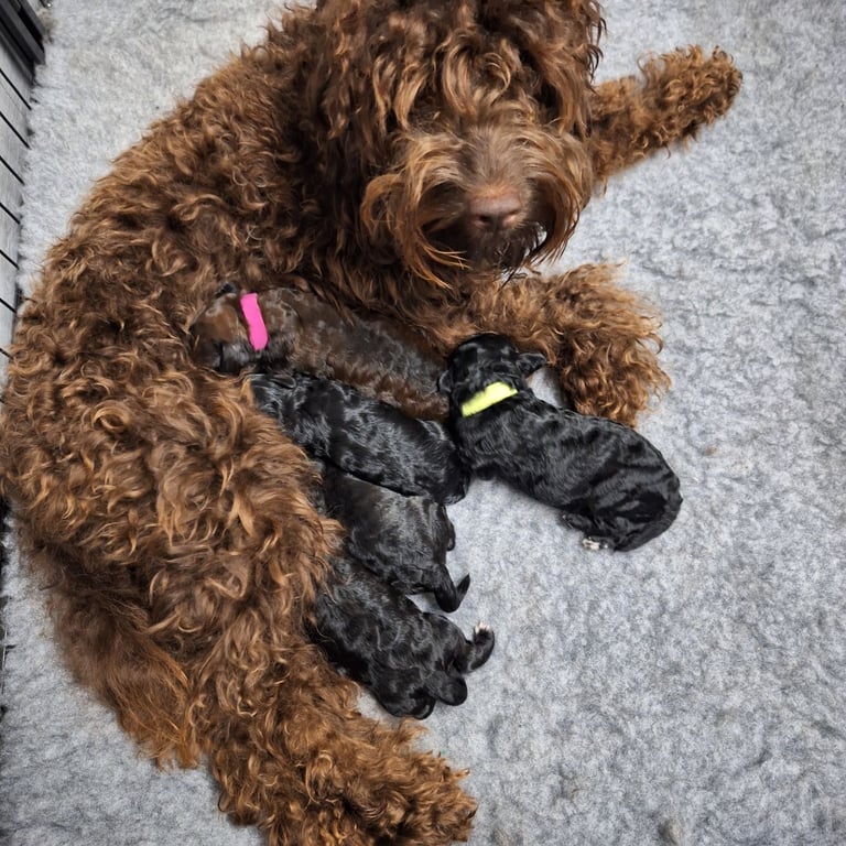 CAVAPOCHO  PUPPIES 8 WEEKS READY NOW