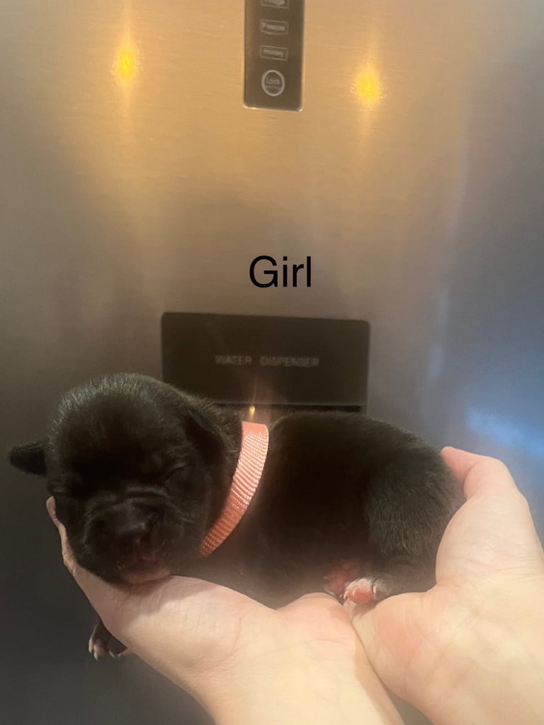 Pocket bully pups for sale! 