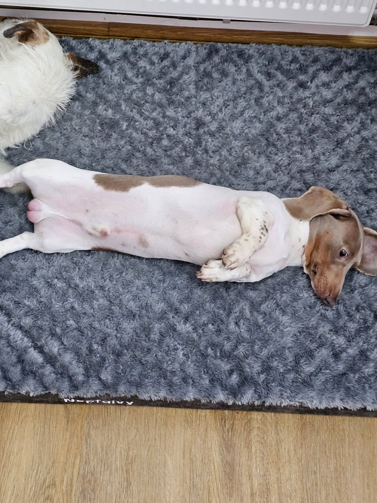 2 miniature dachshunds 