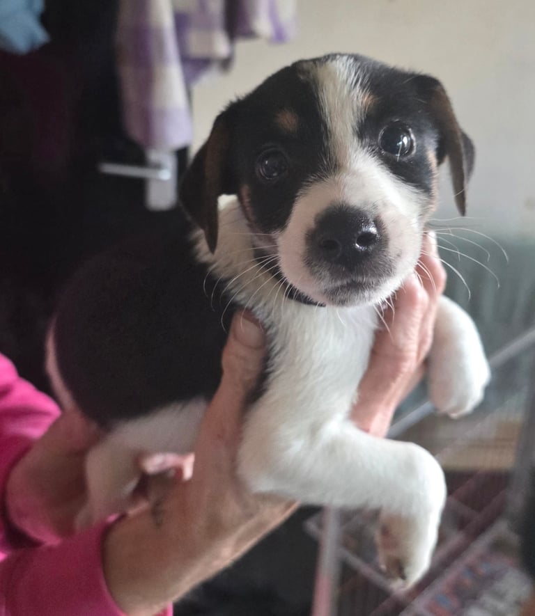 Traditional Jack russells puppies for sale