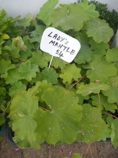 Garden Plants  Pachysandra, Campanula, Heuchera Palm Penstemon Grass Hellebore Hibiscus Fig  etc