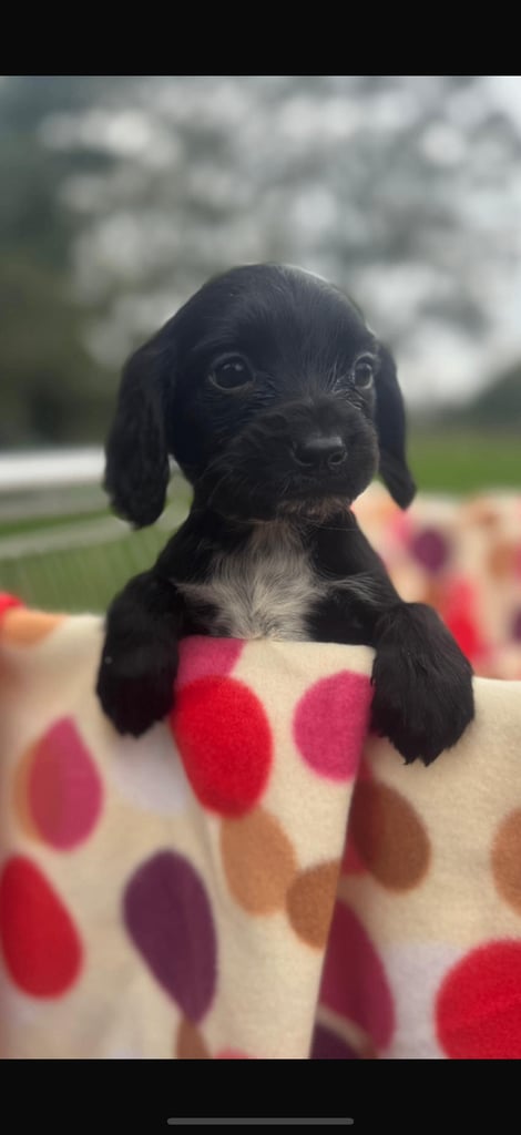 Cocker spaniel pups ready now 