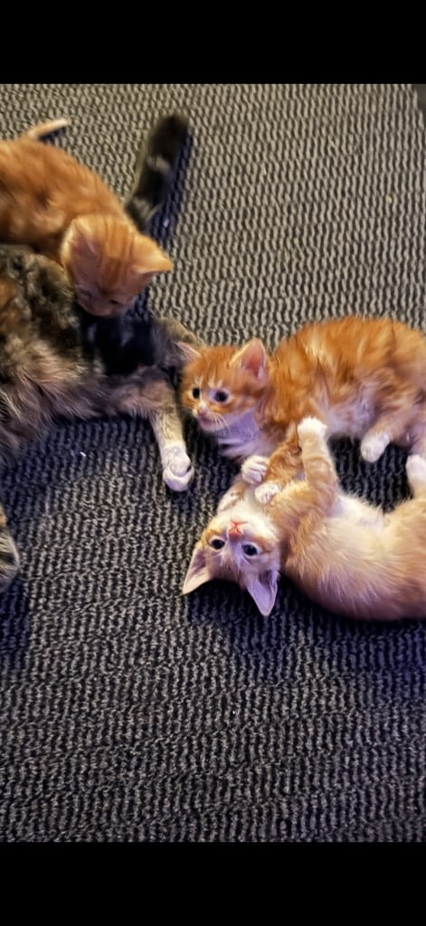 2kittens 1 boy fluffy one and a girl