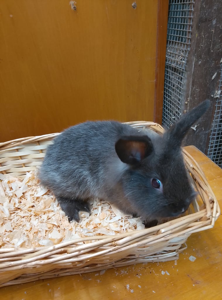 Lionhead Rabbits
