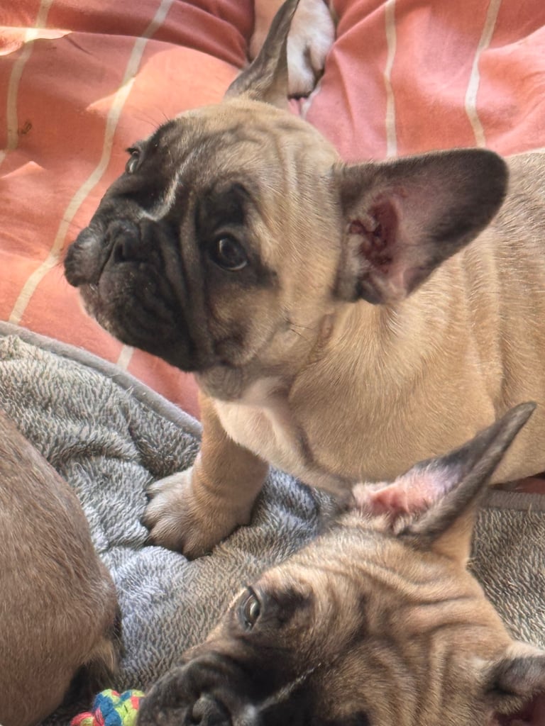 French bulldogs puppies