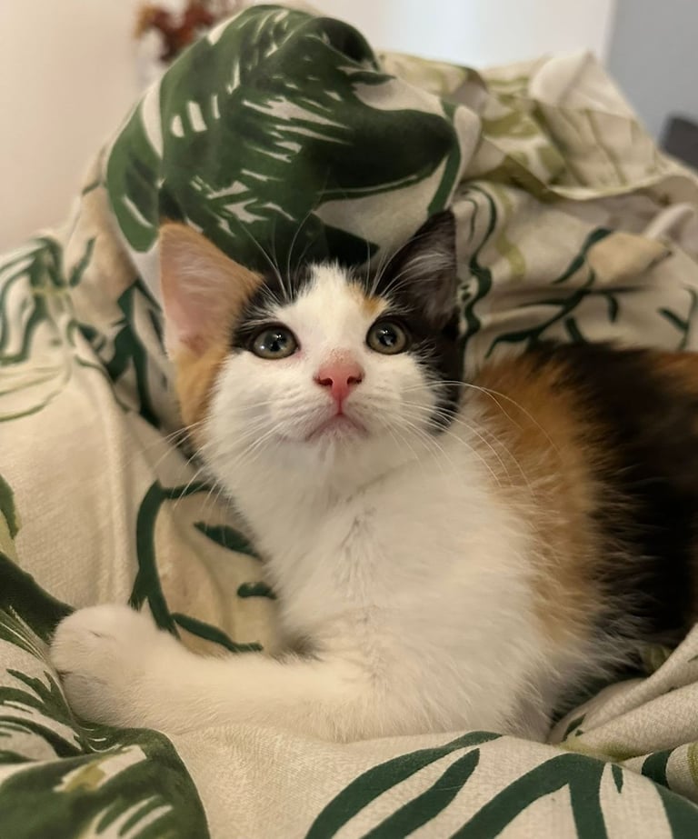 Adorable playful calico kittens 