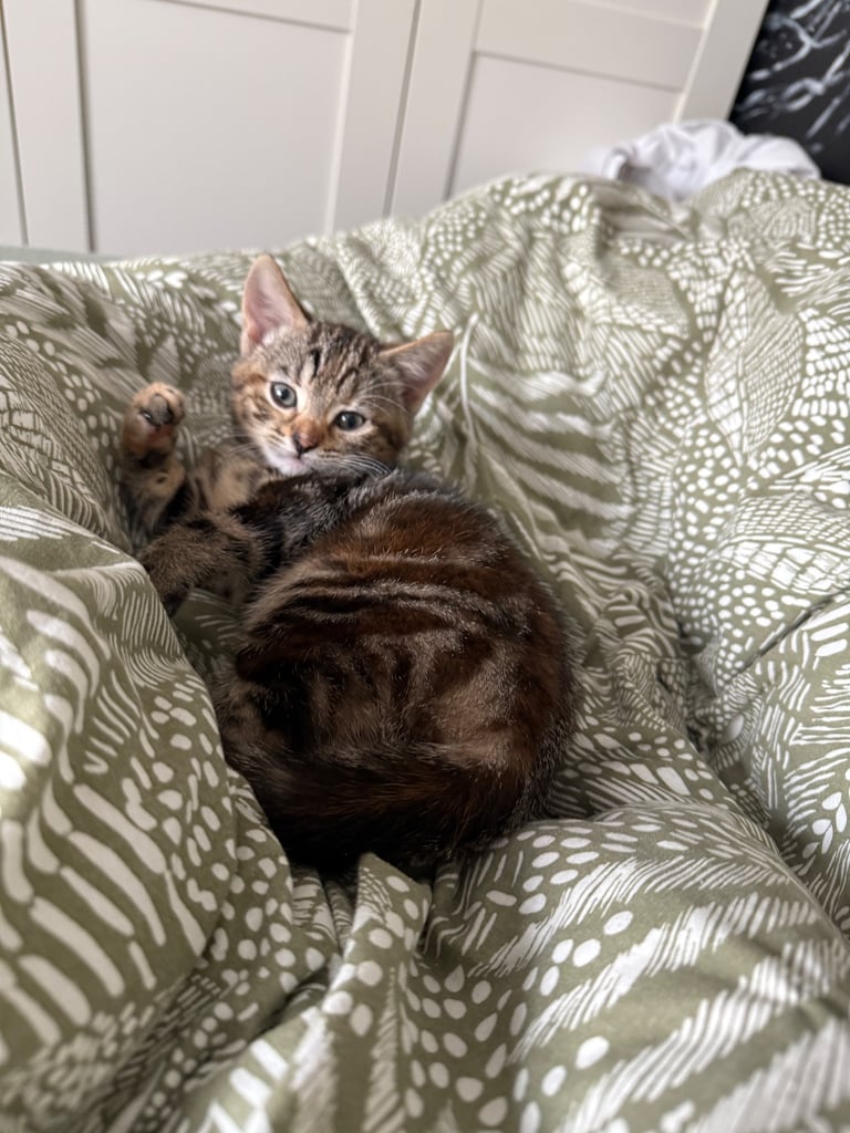 Kitten 