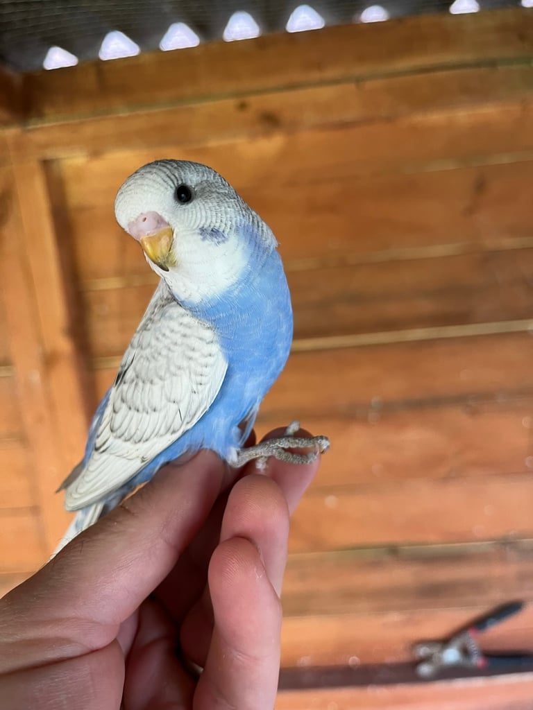 Baby Budgies ready to go. 