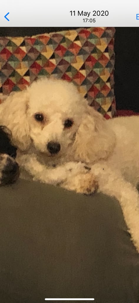 Yorkiepoo puppies for sale ( toy poodle x Yorkshire terrier 