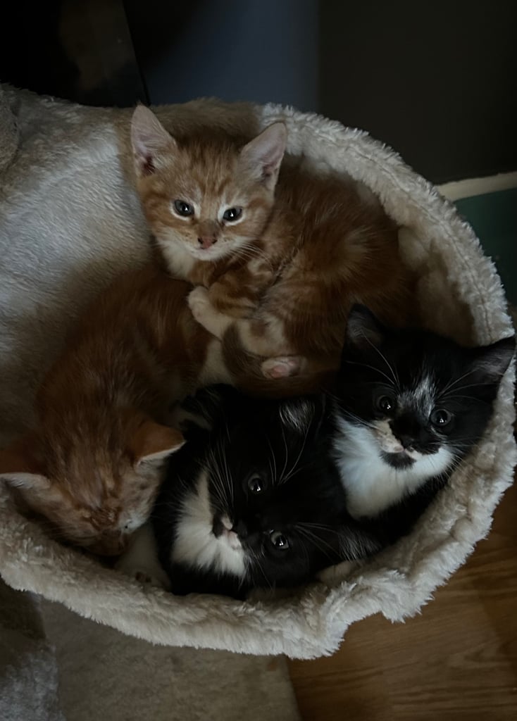 image for Three kittens for sale 