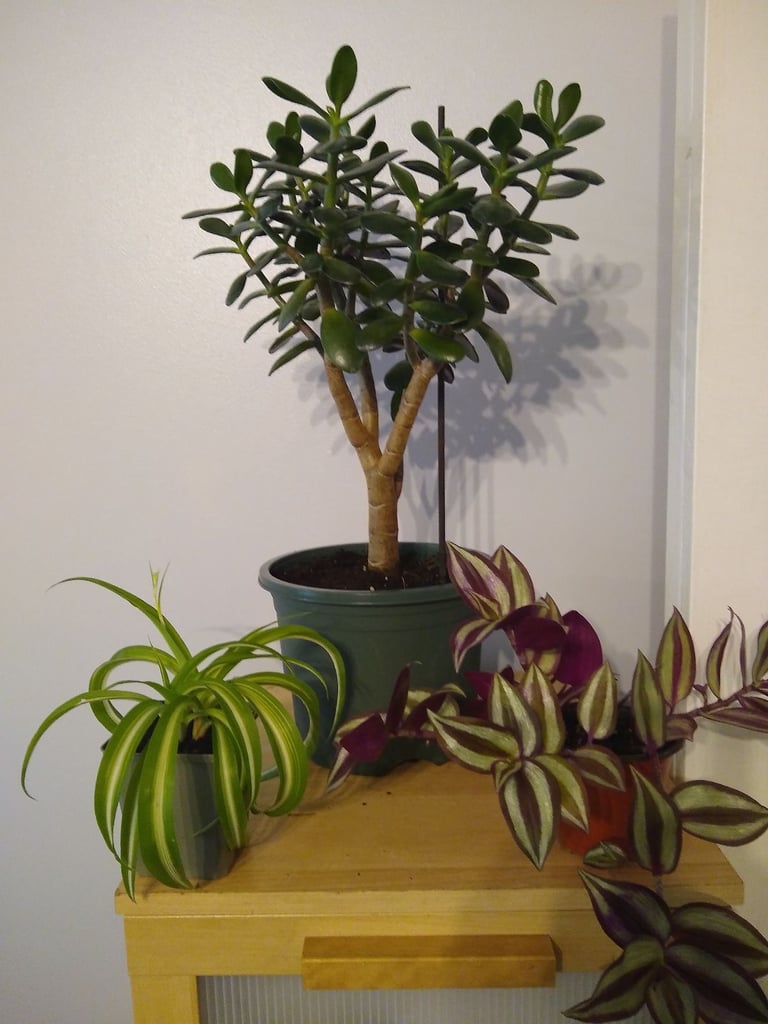 image for Money plant, tradescantia zebrina plant and curly spider plant.