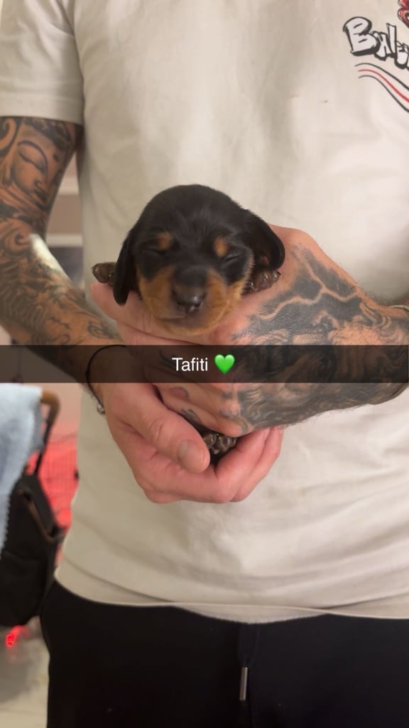 Miniature dachshund for sale £1200