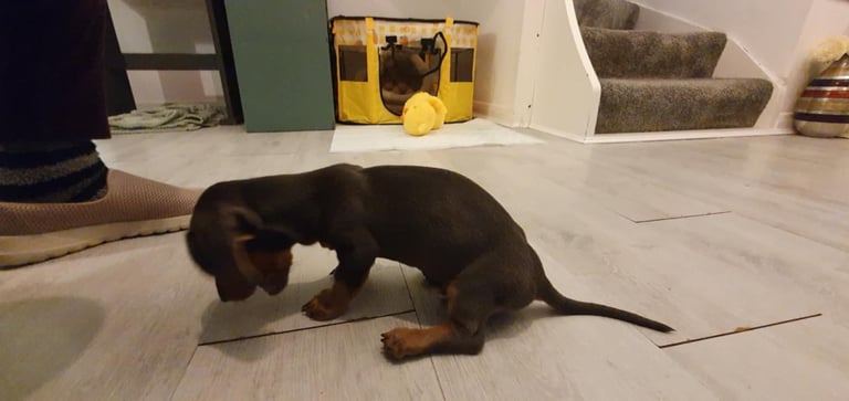 Adorable 2-Month-Old Dachshund Puppy - Seeking Loving Home