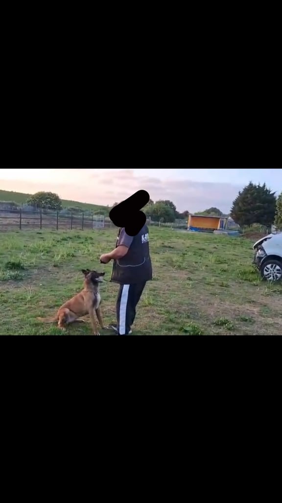 🚨 Exceptional Belgian Malinois Puppies! 🚨