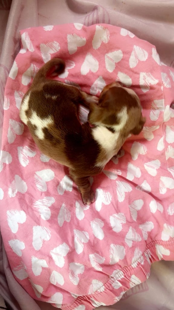 Beautiful miniature dachshunds, deposits being taken now