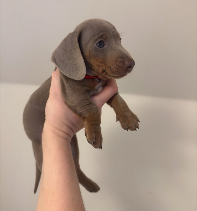 Miniature Dachshund Puppies 