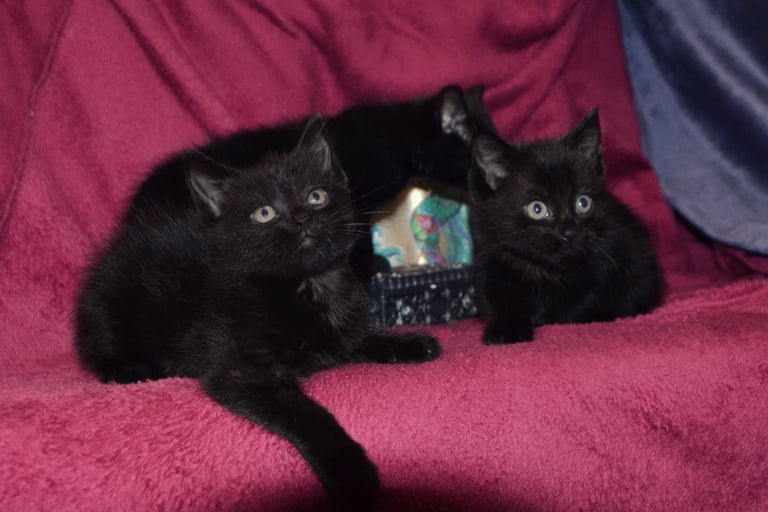 Maine-Coone/Bombay Mixed Kitten (1 LEFT)