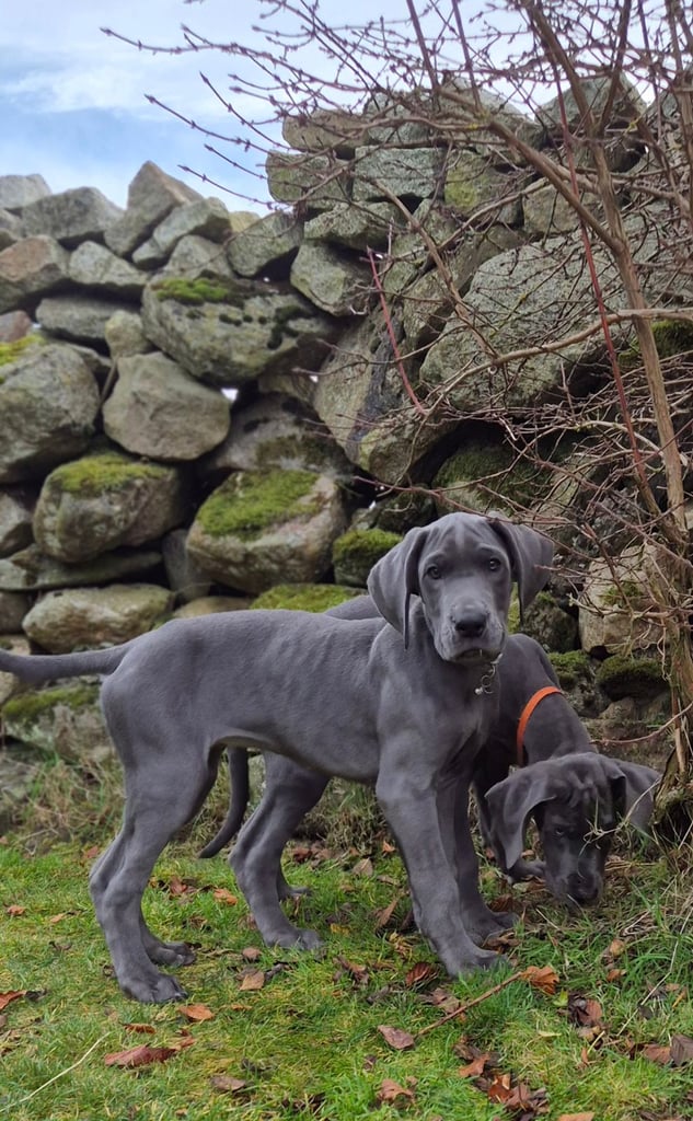 image for Great Dane puppies reduced 