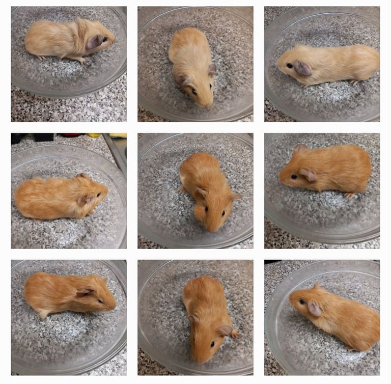 image for Baby guineapigs, handled, ready to go