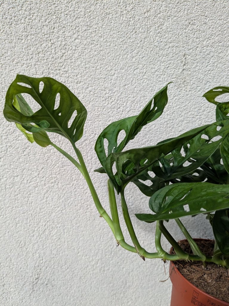 Monkey monstera 