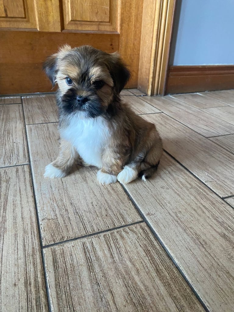 Lhasa apso pups 