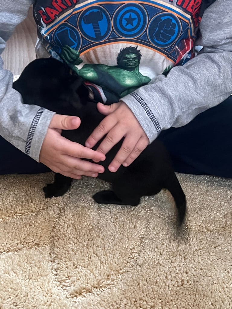 Miniature dachshund puppy