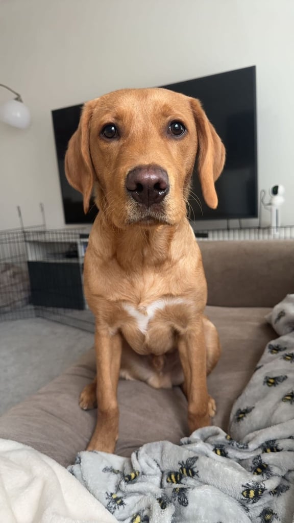 image for Red fox Labrador 