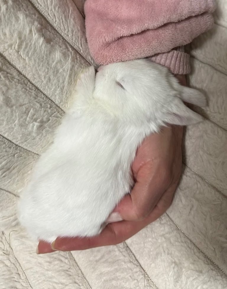 Mixture of baby Bunnies- Mini Lops
