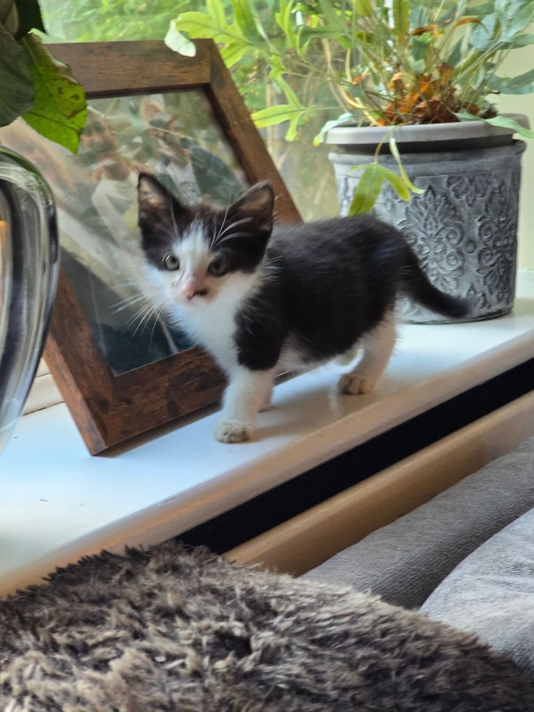 2 Beautiful kittens 