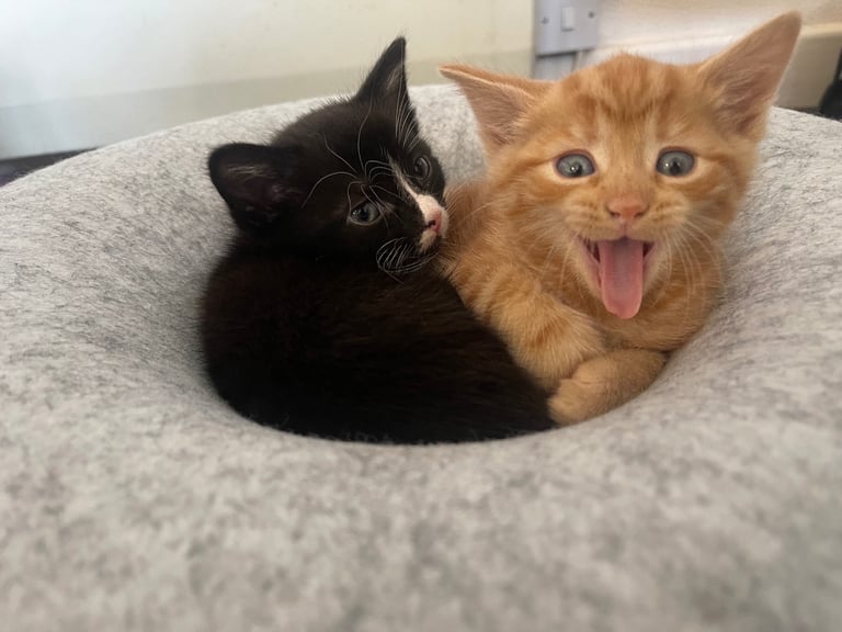 Two boy kittens 