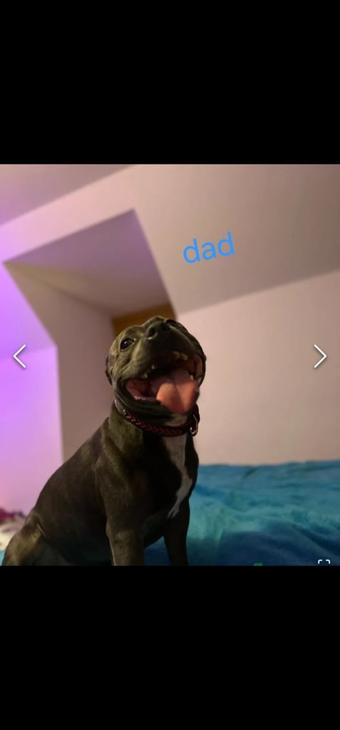  staffordshire bull terrier blue brindle female 