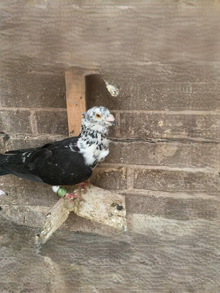 Syrian Pigeon For sale