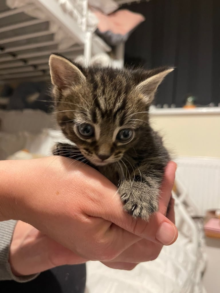 4 gorgeous kittens ready to leave today 