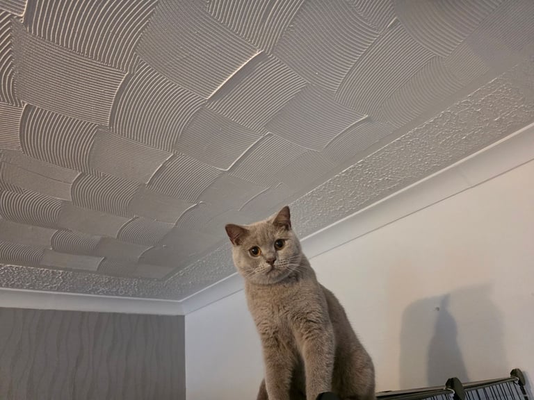 Brotish shorthair girl