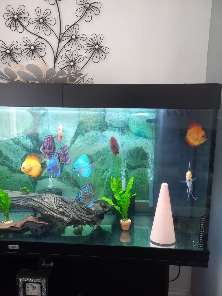 5ft juwel full set up