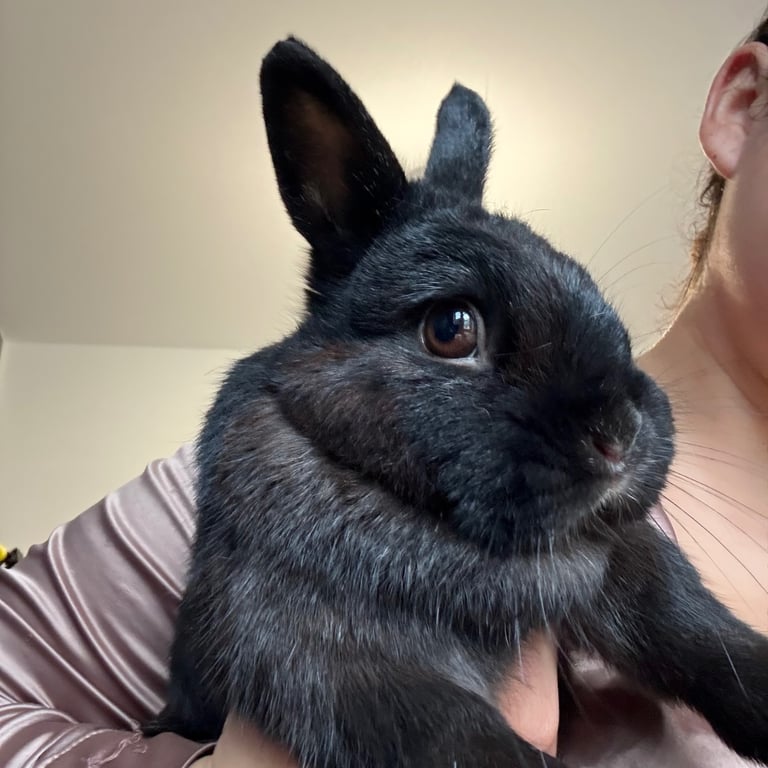 image for Mini lop bun, Nederland rabbit & rex holand hop