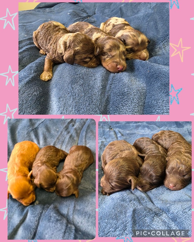 Cockapoo puppies