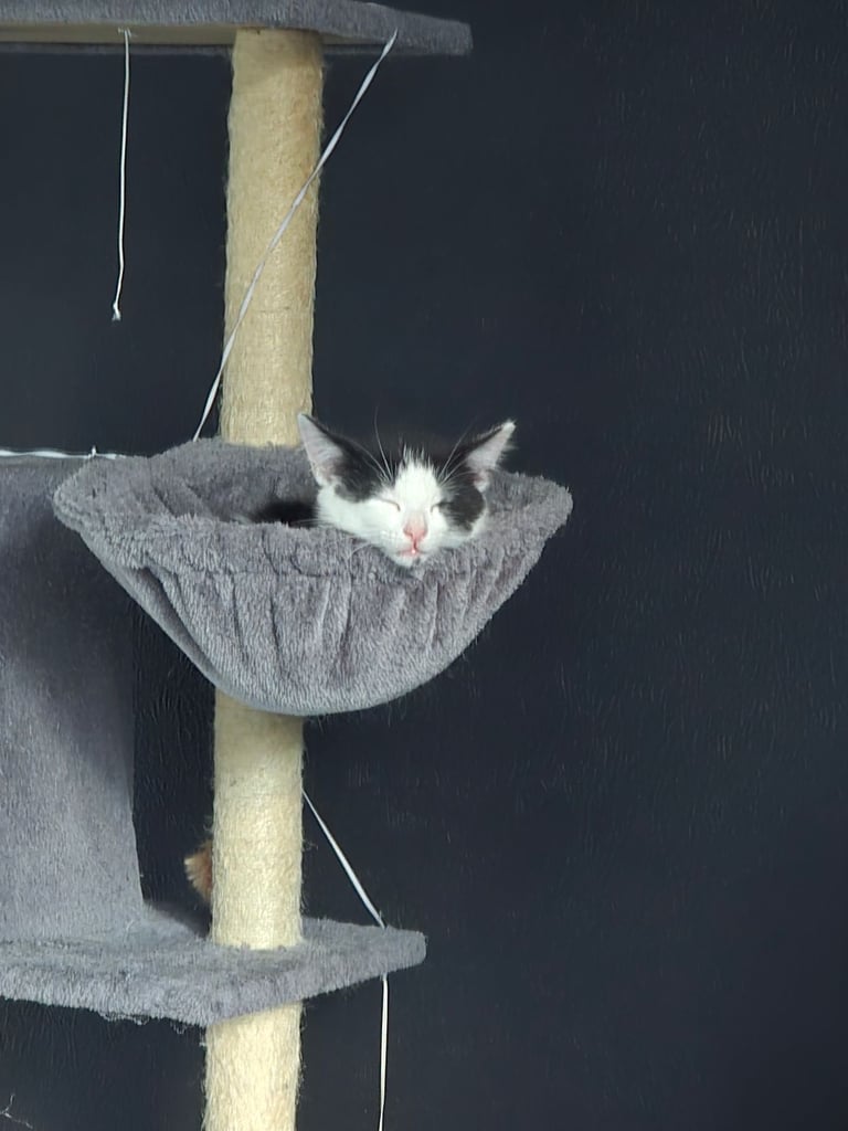 Kitten