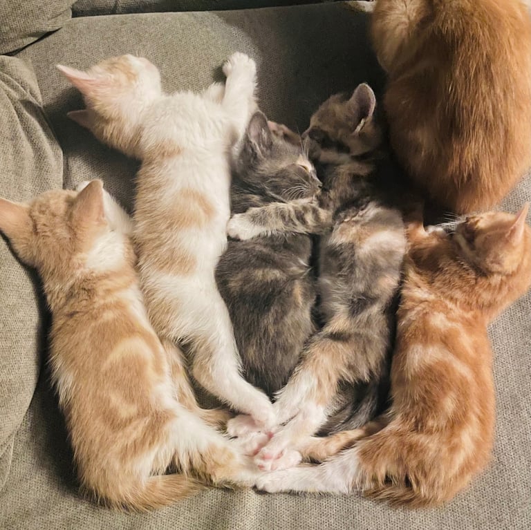 Mixed litter kittens available 