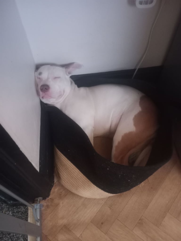 Mixed breed for sale 