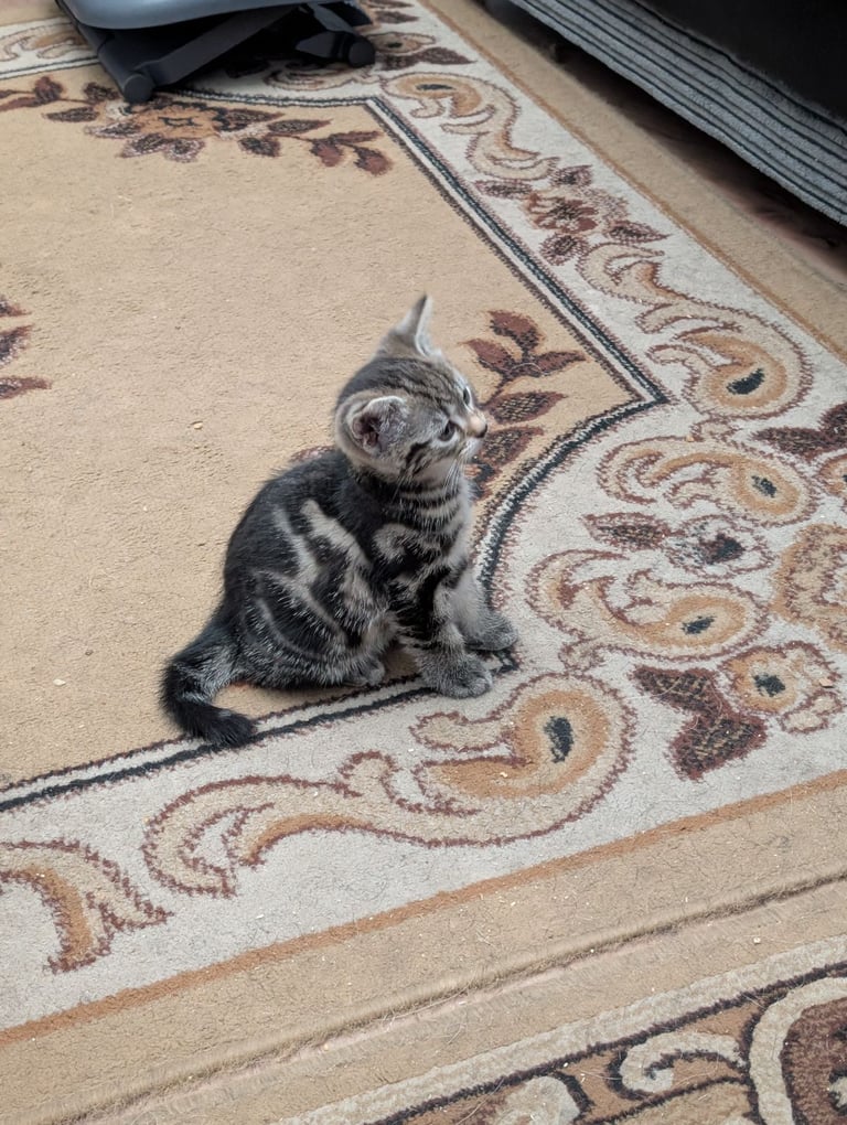 image for Kitten 8 weeks old